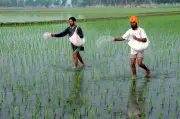 Ludhiana Farmers Embrace Bio-Fertilisers for Eco-Friendly Agriculture