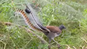 Lyrebird: Australia's Master Mimic That Can Fool You With Its Cries