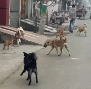 Malerkotla's Stray Dog Menace: Residents Live in Fear, Demand Action