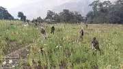 Manipur Eradicates 18 Acres of Illegal Poppy Cultivation