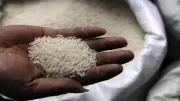 Manipur's Indigenous White Rice Makes Historic Debut in Japanese Market