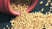 Maple Syrup Mystery Solved: How Fenugreek Seeds Can Transform Your Health and Aid Weight Loss