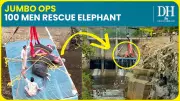 Massive 100-Member Team Rescues Wild Elephant Trapped in 60-Foot Canal