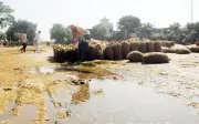 Monsoon Havoc: Punjab and Haryana Farmers Demand Urgent Relief as Floods Destroy Crops