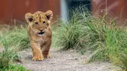 MoS Kirtivardhan Names Tiger & Lion Cubs at Delhi Zoo