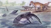 Mosasaurs Lived in Freshwater Rivers Before Extinction, Fossil Study Reveals