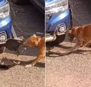 Mouse Hunt Chaos: Dog Chases Rodent Through Car in Surat Garage