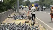 Mumbai Gets Designated Pigeon Feeding Zones: BMC's Solution After Public Feeding Ban