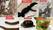 Mumbai Woman Busted at Airport: Rare Wildlife Species Found Hidden in Luggage En Route to Bangkok