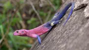 Mwanza Flat-Headed Rock Agama: Nature's Real-Life Spider-Man Lizard