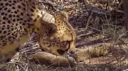 Mysuru Zoo Mourns Loss of African Cheetah Bruke to Meningitis at Age 6