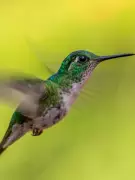 Nature's Speed Demons: 8 Fastest Animals on Earth Revealed