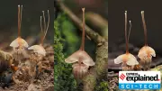 New 'Fairy Lantern' Parasitic Plant Discovered in Malaysia: A Botanical Marvel