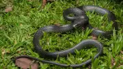 New Wolf Snake Species Discovered in India's Great Nicobar Island