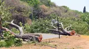 NGT Orders Probe Into Mysuru's Hyder Ali Road Tree Felling, Seeks Report