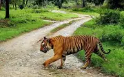 NTCA Flags Systemic Violations in Karnataka Tiger Reserve Relocation