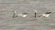 Over 4,000 Bar-Headed Geese Return to Karnataka's Magadi Lake