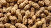 Peanuts May Slow Brain Aging, New Study Reveals