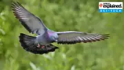 Pigeon Navigation Mystery Solved: Inner Ear Currents Guide Magnetic Sense