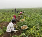Potato Price Crash in Haryana: Farmers Face Losses, BKU Demands Govt Action