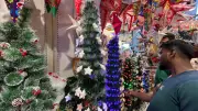 Pune's Christmas Tree Market 2025: Sustainability, Tradition Drive Evolving Festive Trends