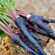 Punjab Agri Varsity's Breakthrough: Black Carrot Health Benefits Now Year-Round
