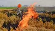 Punjab Farm Fires Crisis: State Records Biggest Single-Day Spike With 147 Fresh Incidents