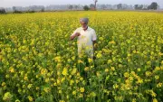Punjab's Golden Mustard Opportunity: Low Profits Deter Farmers Despite High Demand