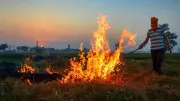 Punjab's Paddy Fields Ablaze: Stubble Burning Cases Surge to 484 in One Week