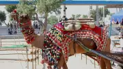 Pushkar Camel Fair 2025: Your Ultimate Guide to Dates, Events & Cultural Magic