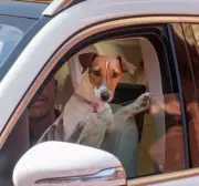 Rahul Gandhi's Dog in Parliament Sparks 'Pets Allowed' Debate and Rule Review