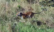 Rajaji Tiger Reserve Ropeway Approved Despite NTCA Objections