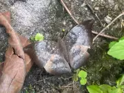 Rare Spotless Baron Butterfly Reappears in Dzongu After 5-Year Absence