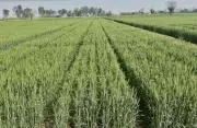 Record Harvests Demand Policy Shift: India's Agri-Infrastructure Must Align with Diversification Goals