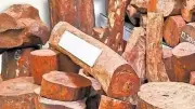 Red Sanders Smuggling: India's Rs 5,000 Crore Illegal Trade Exposed