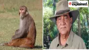 Rhesus Monkeys Regain Legal Protection in India: Experts Explain Why