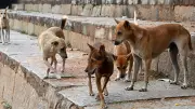 SC Stays Out of Harassment Claims Against Women Dog Feeders in Stray Dogs Case