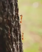Scientists Discover 3 New Rock Ant Species in Indian Himalayas