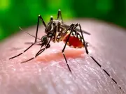 Sindh on High Alert: Dengue Cases Spike as Government Ramps Up Anti-Mosquito Drive