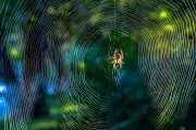 Spider Colonies Defy Nature: Constant Party Life in Massive Webs