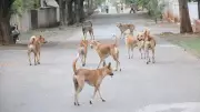 Supreme Court Takes Charge: State Chiefs Summoned Over India's Stray Dog Crisis
