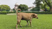 Supreme Court's Stray Dog Ruling Sparks Legal Debate Over Animal Welfare