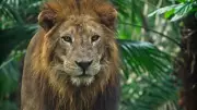Teenager Mauled to Death After Climbing Lion Enclosure at Brazilian Zoo
