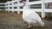Thanksgiving 2025: Turkey Prices Drop Despite Bird Flu Outbreak