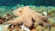 Three Hearts & Blue Blood: The Astonishing Reason Octopuses Avoid Swimming