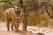 Tiger Attack Claims Young Life in Uttar Pradesh's Katarniaghat Wildlife Sanctuary