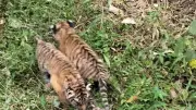 Tiger Family Spotted Inside Mysuru Factory Campus: Forest Department Launches Massive Combing Operation