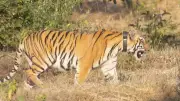 Tigress 'Queen of Sahyadri' Released in Chandoli, Boosts Tiger Count to 4