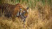 Tigress Translocated to Rajasthan's Ramgarh Vishdhari Reserve for Rewilding