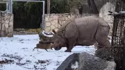 Tiny Deer vs 1.7-Tonne Rhino: Viral Zoo Showdown in Poland Explained